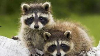 国产动画浣熊老太婆视频,国产动画中的温馨奇幻之旅