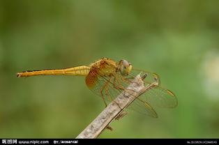 越南蜻蜓和国产对比视频,一场视觉与生态的对比之旅
