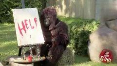 国产猩猩视频大全,趣味横生的动物世界瞬间