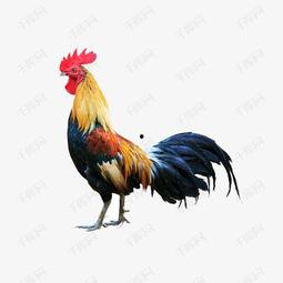 国产巨型公鸡图片大全视频,图片大全视频赏析