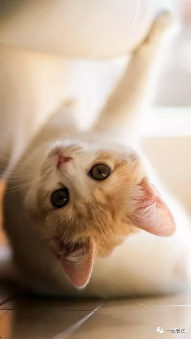 猫咪国产区视频网站下载