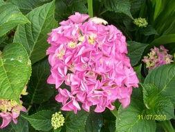 国产绣球图片大全欣赏视频